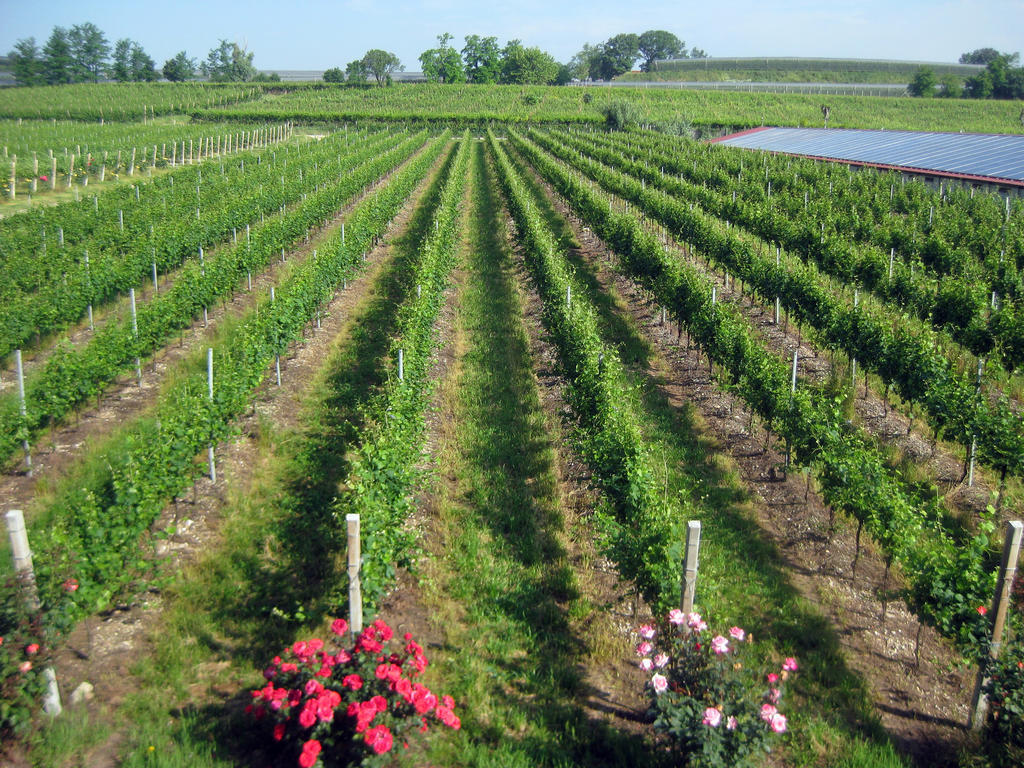 Agriturismo E Agricamping Le Nosare Valeggio sul Mincio Dış mekan fotoğraf