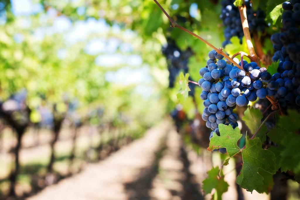 Agriturismo E Agricamping Le Nosare Valeggio sul Mincio Dış mekan fotoğraf